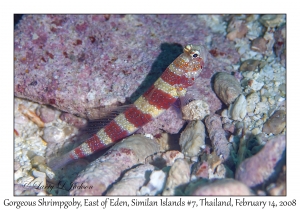 Gorgeous Shrimpgoby