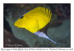 Big Longnose Butterflyfish