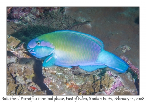 Bullethead Parrotfish