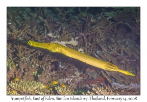 Trumpetfish