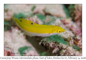 Canarytop Wrasse