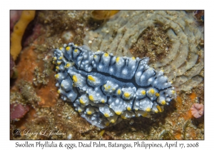 Swollen Phyllidia & eggs