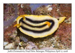 Josh's Chromodoris