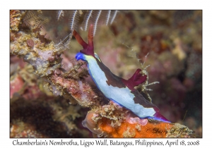 Chamberlain's Nembrotha