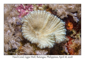 Hard Coral