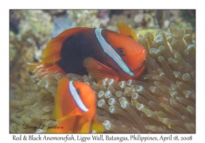 Red & Black Anemonefish with parasites