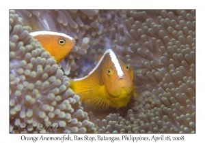 Orange Anemonefish