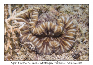 Open Brain Coral