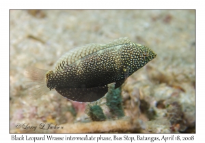 Black Leopard Wrasse