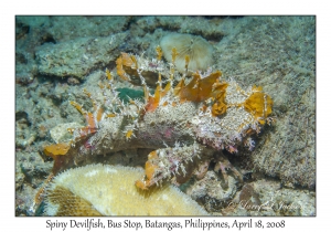 Spiny Devilfish