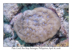 Plate Coral