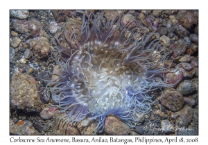 Corkscrew Anemone