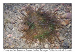 Corkscrew Anemone