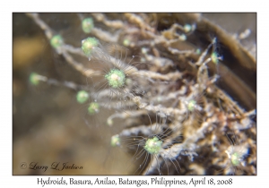 Hydroids