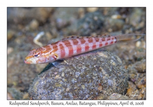 Redspotted Sandperch