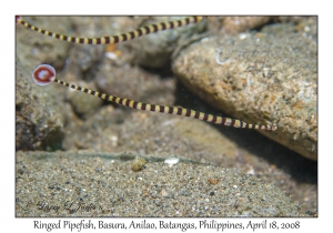 Ringed Pipefish