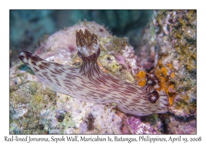 Red-lined Jorunna