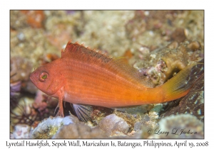 Lyretail Hawkfish