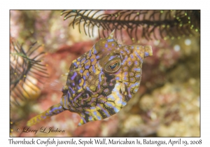 Thornback Cowfish