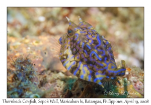 Thornback Cowfish