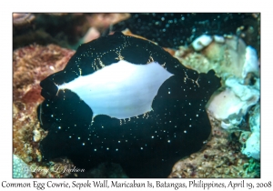 Common Egg Cowrie