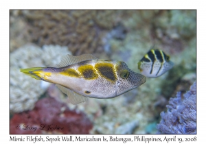 Mimic Filefish