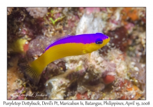 Purpletop Dottyback