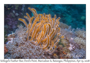 Schlegel's Feather Star