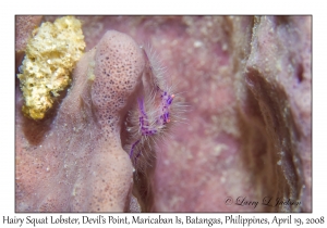 Hairy Squat Lobster