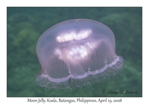 Moon Jelly