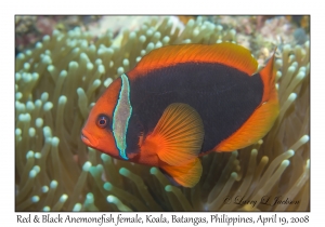 Red & Black Anemonefish