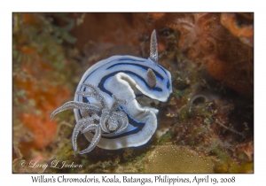 Willan's Chromodoris