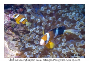 Clark's Anemonefish