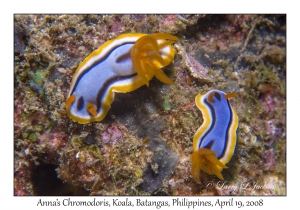 Anna's Chromodoris