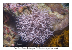 Sea Fan