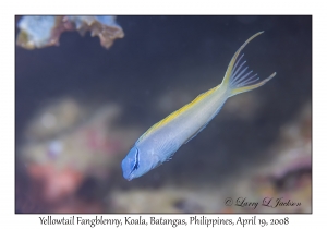 Yellowtail Fangblenny