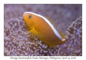 Orange Anemonefish