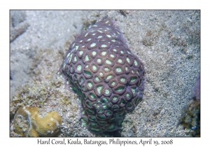 Hard Coral