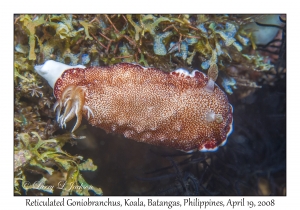 Reticulated Goniobranchus