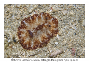 Flatworm Discodoris