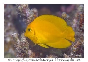 Mimic Sugeonfish