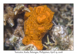 Tunicates