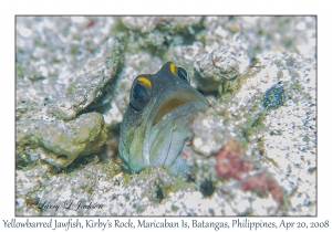 Yellowbarred Jawfish