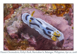 Diana's Chromodoris