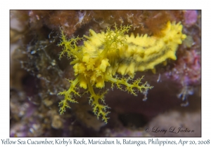 Yellow Sea Cucumber