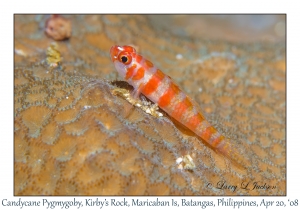 Candycane Pygmygoby