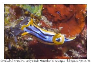 Streaked Chromodoris