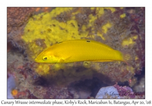 Canary Wrasse