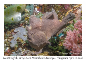 Giant Frogfish