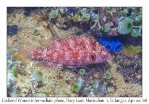 Cockerel Wrasse